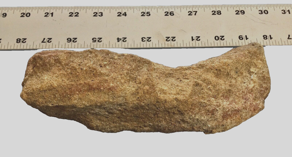 Dinosaur Scapula / Jurassic