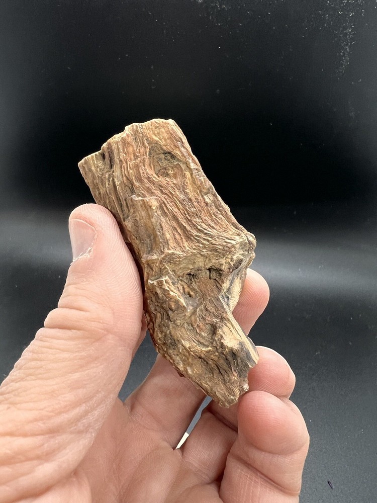 Petrified wood tree limb location unknown