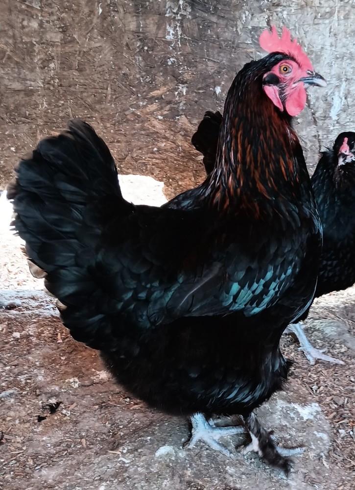 12+ Rainbow Hatching Eggs – Marans, English Orpingtons, Olive Egger, Moss & AM
