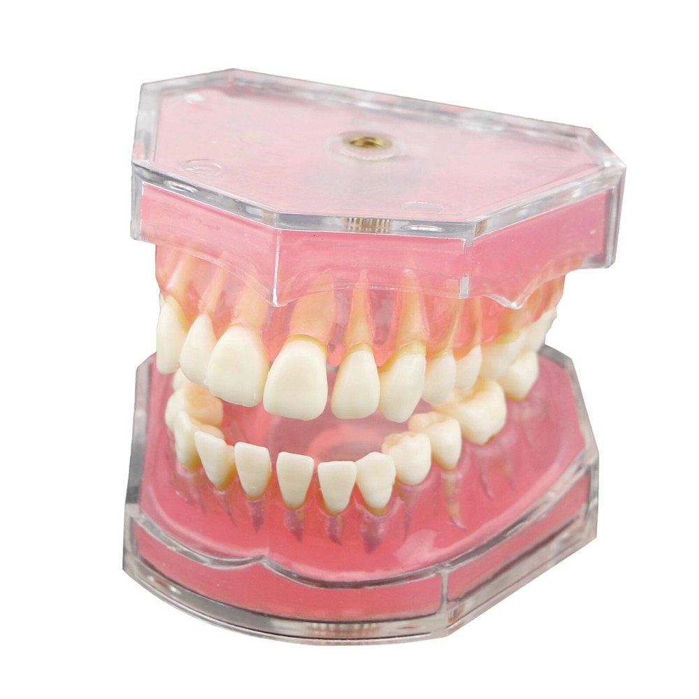 Dental Ortho Standard Teeth Study Demonstration Teaching Model Removable Teeth