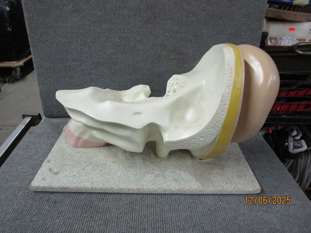 Vintage Nystrom Large Ear Teaching Model
