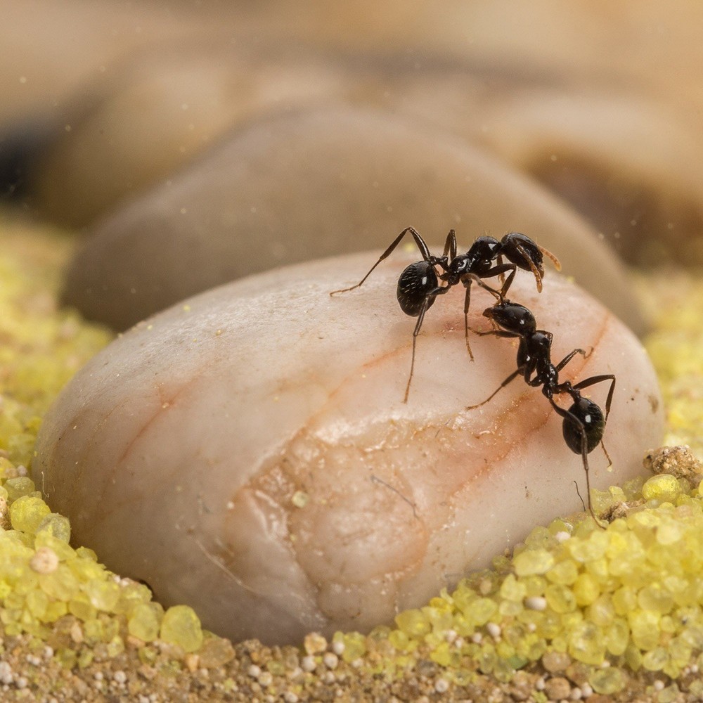 Sand Ant Farm T (Anthill, Formicarium, Educational, Ants)