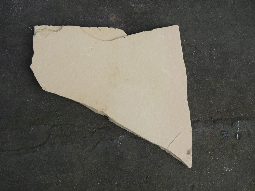 MULTIPLE KNIGHTIA FOSSIL FISH PLATE GREEN RIVER WY EOCENE AGE