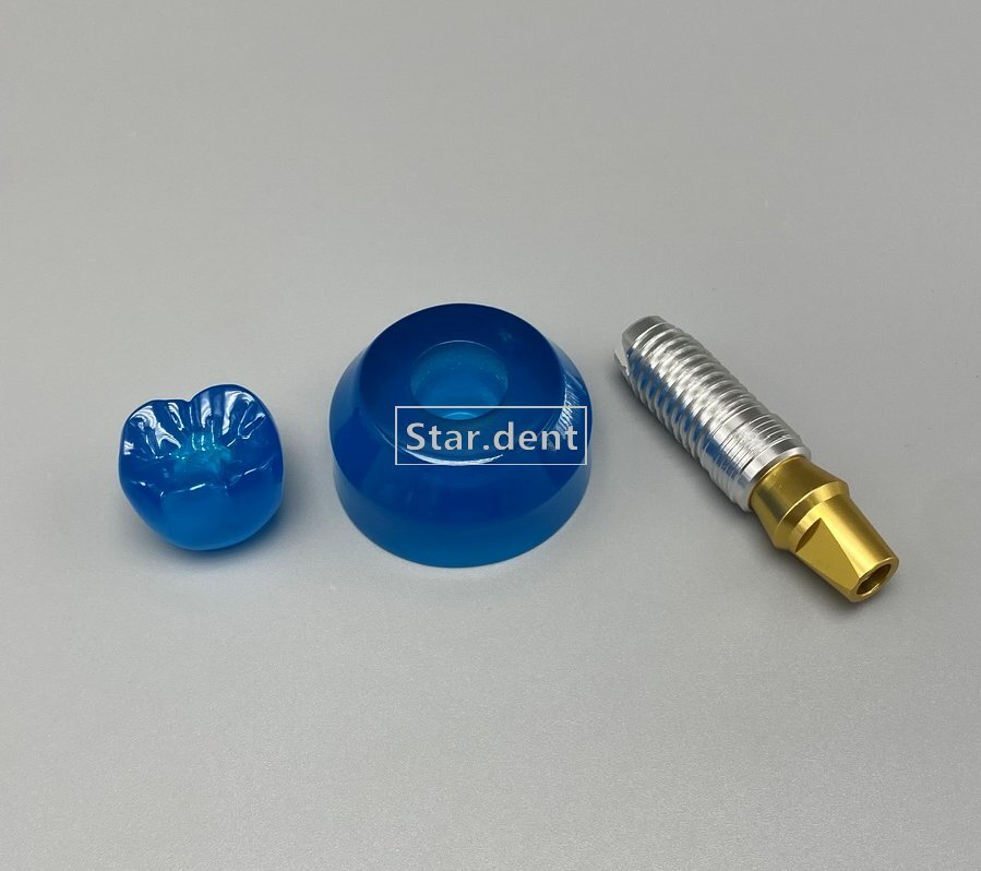 Dental Implant Teeth Model Detachable Abutment Crown Teaching Study Models