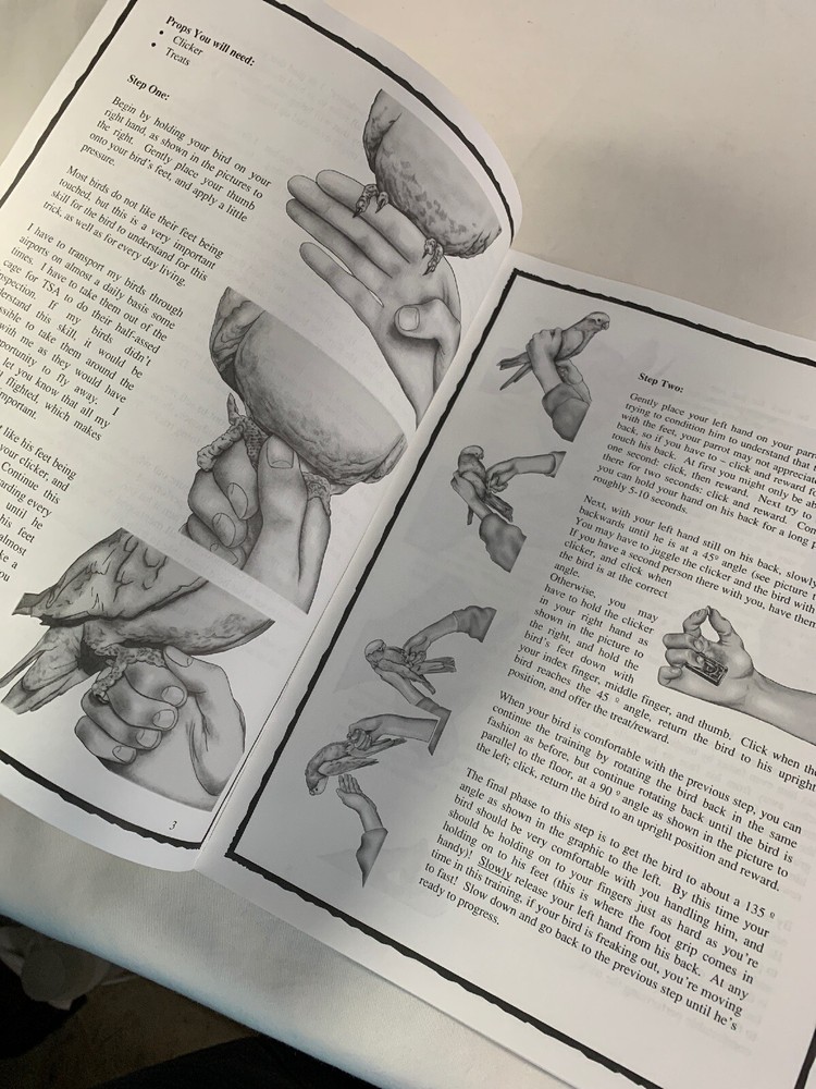 BIRD TRICKS Newsletter #1 THE BAT (Parrot Training)