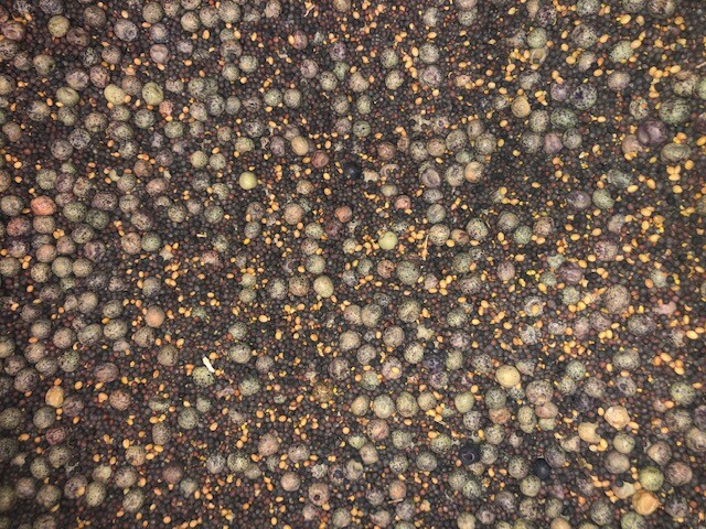 JACKPLOT DEER & WILDLIFE Food Plot Seed 5 lbs (1 acre) Turnip, Clover, Brassica