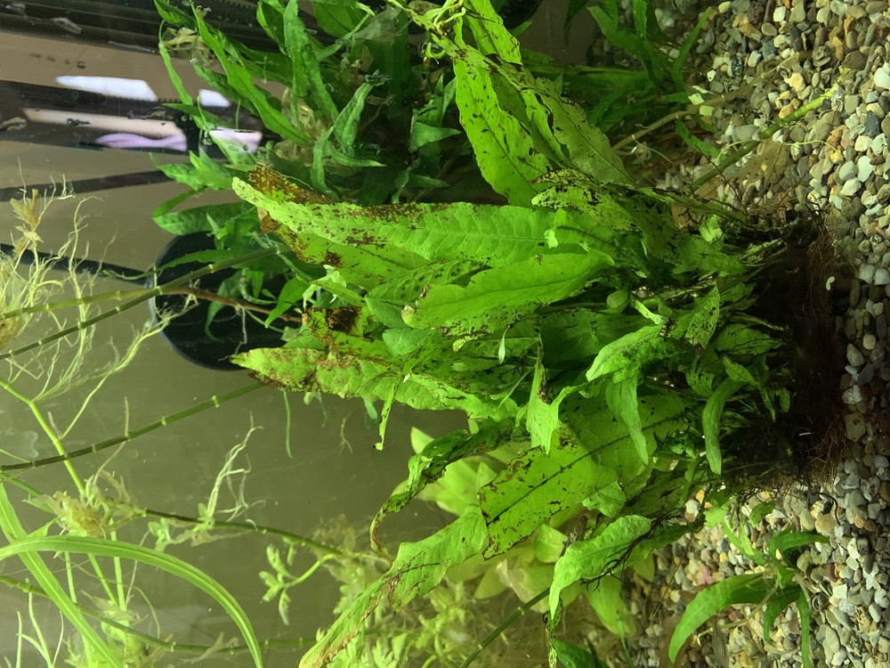 Java Fern Microsorum Pteropus Bare Root