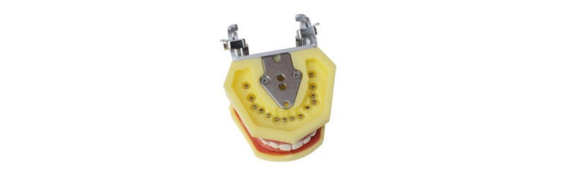 Teeth Model,Demonstration Teeth Model,Standard Study Teaching Mode