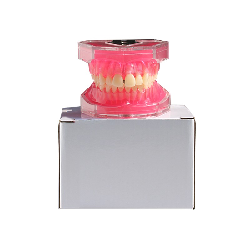 Student Practice Standard Teeth Extraction Model 28Pcs Tooth soft Gingiva