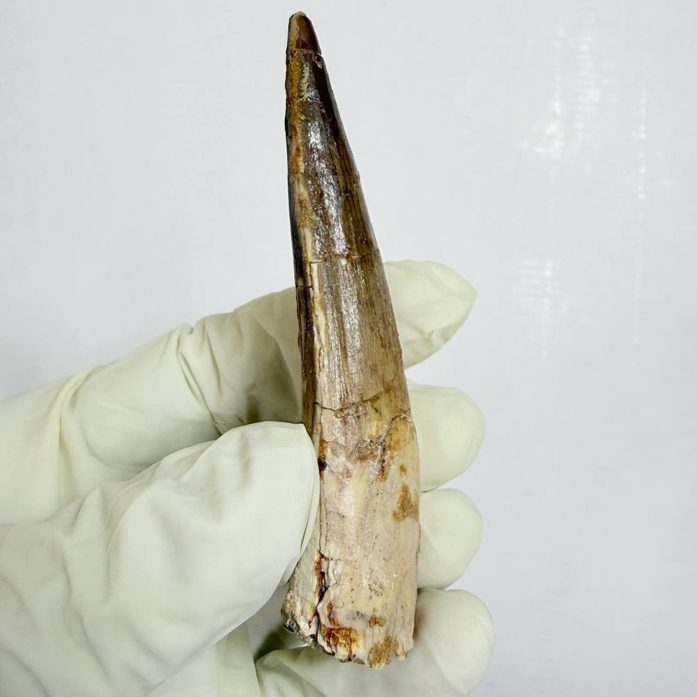 Massive Spinosaurus Tooth Fossil – Cretaceous Dinosaur Specimen