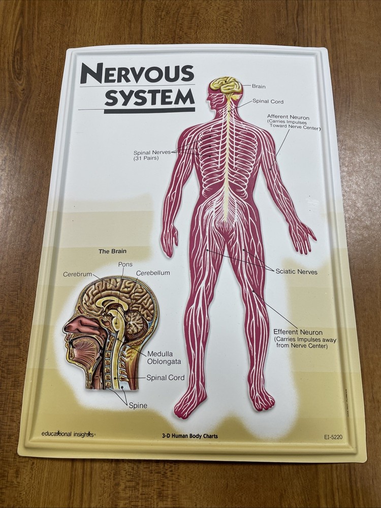 3D Human Body Charts Nervous System  EI-5220 MINT Educational Insights 9x13”