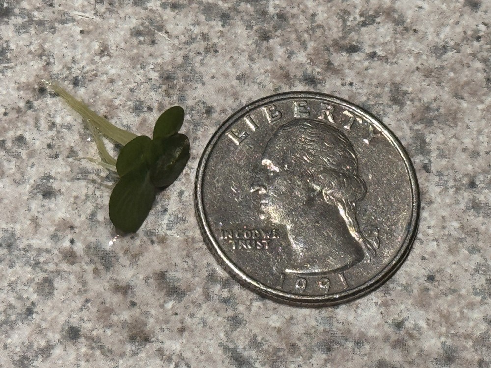 100+ GIANT Duckweed