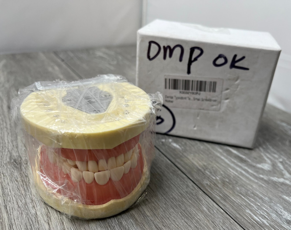 Dental Typodont Teeth Model Suitable for Teaching, Practice, Study (Model Only)