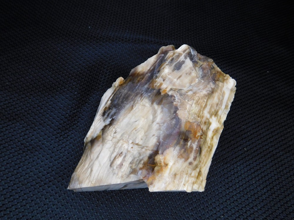 Petrified Wood Opalized Cut Display Specimen 2 lbs. 14 oz.