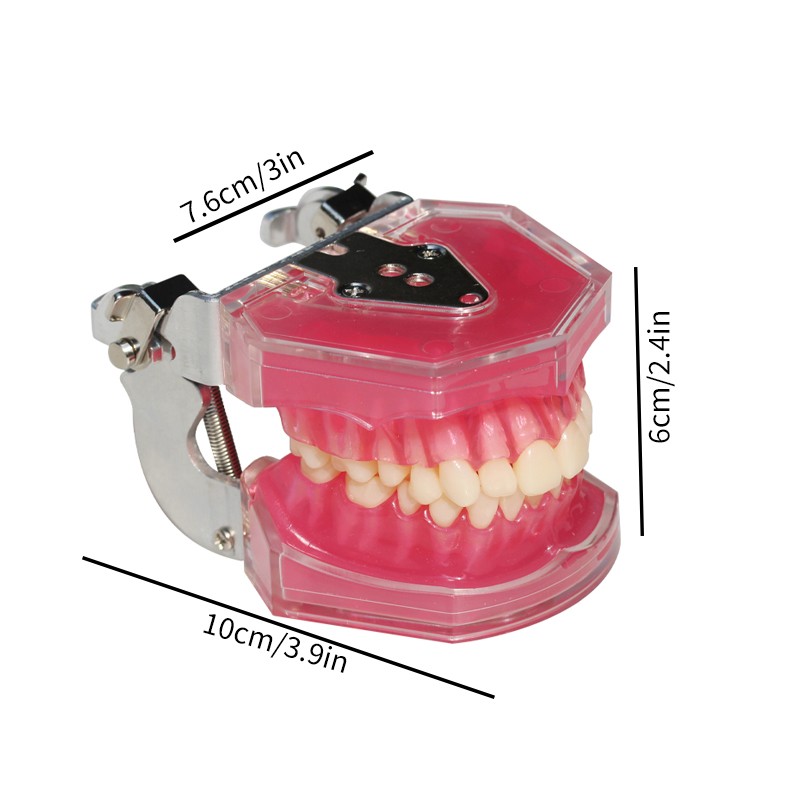 Student Practice Standard Teeth Extraction Model 28Pcs Tooth soft Gingiva
