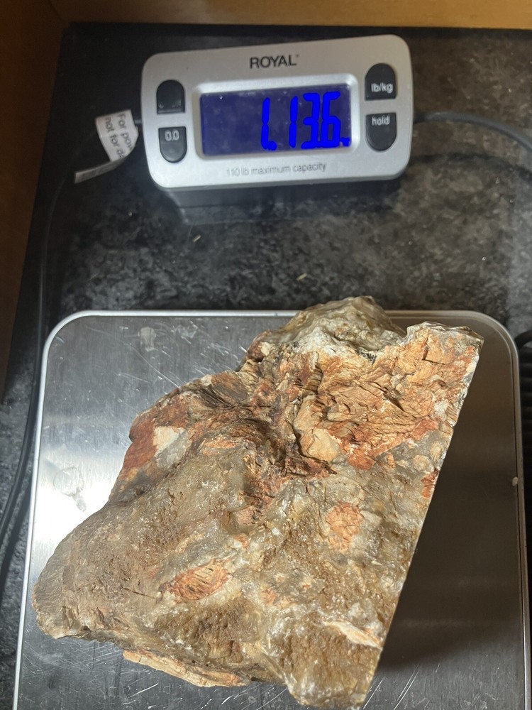Opalized Wood , Fluorescent Under UV Light