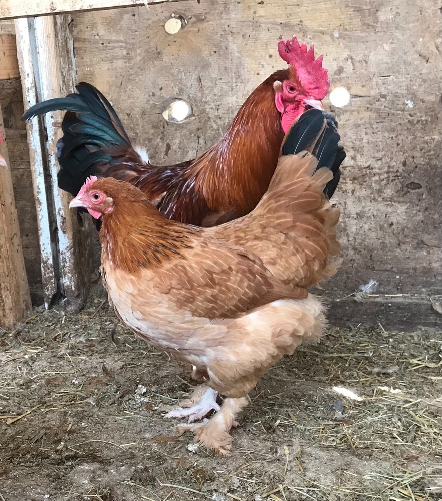 10++ Black Tail Red Marans Hatching Eggs - Cedar Hill Marans