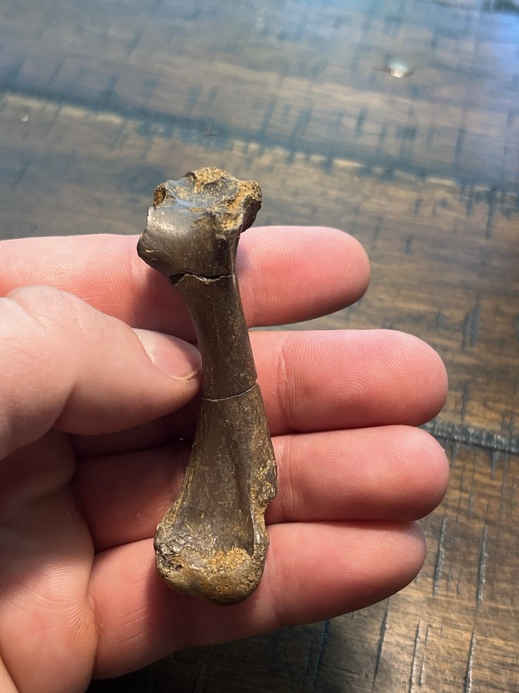 Turtle Humerus Dinosaur Age Fossil Hell Creek Form SD