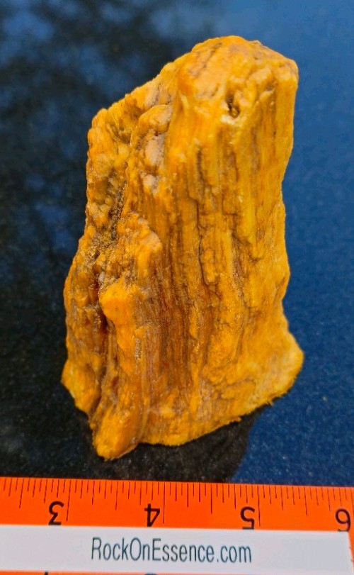 Petrified Wood Stand-up