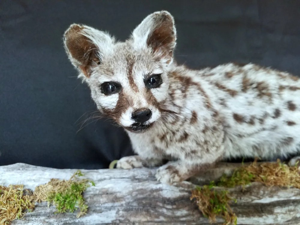 Genet on Pine Branch