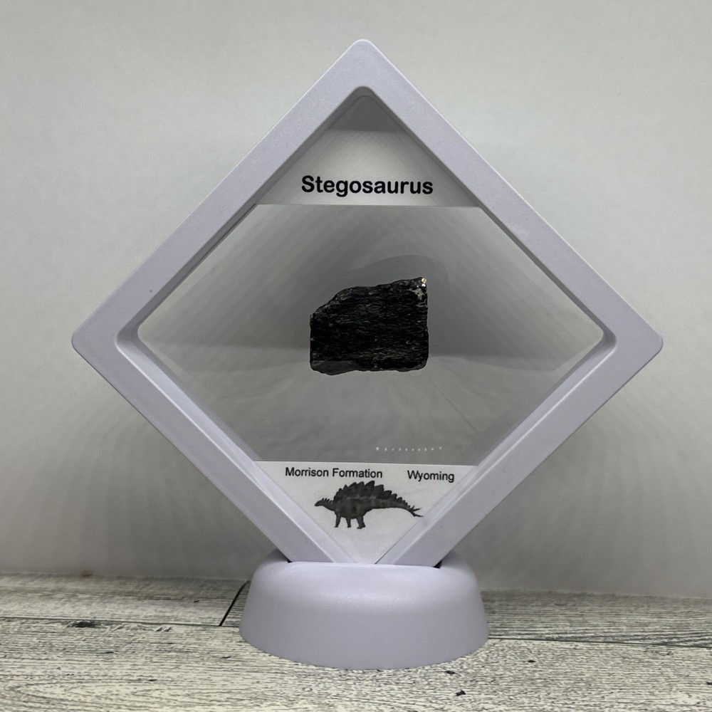 Stegosaurus Extinct Dinosaur Bone Fossil in Great Display Case