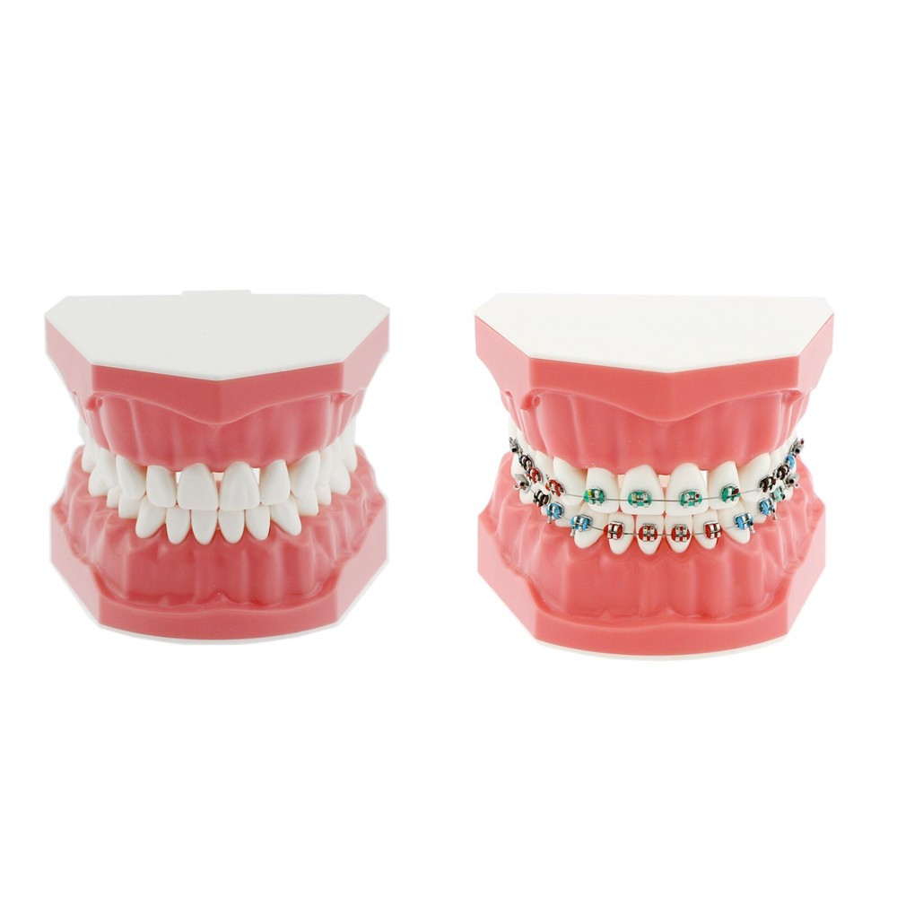 Dental Orthodontic Typodont Teeth Model with Bracket Brushing Flossing Practice
