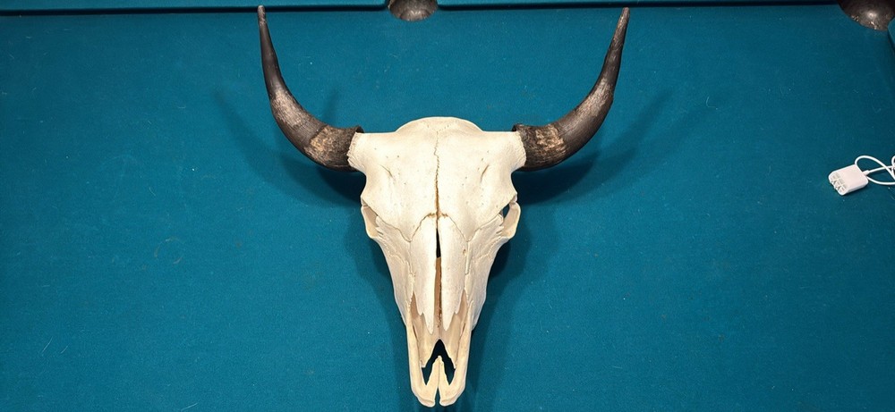 Buffalo/Bison Skull/Western Decor
