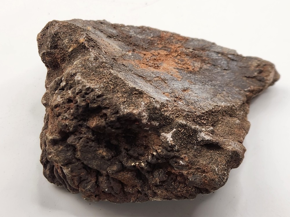 Unknown Dinosaur Bone Fossil (Coracoid?) - Morrison Fm. - UT - Jurassic