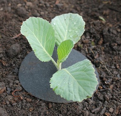 Cabbage Collars - Deters Insects and Slugs -  Pack of 20