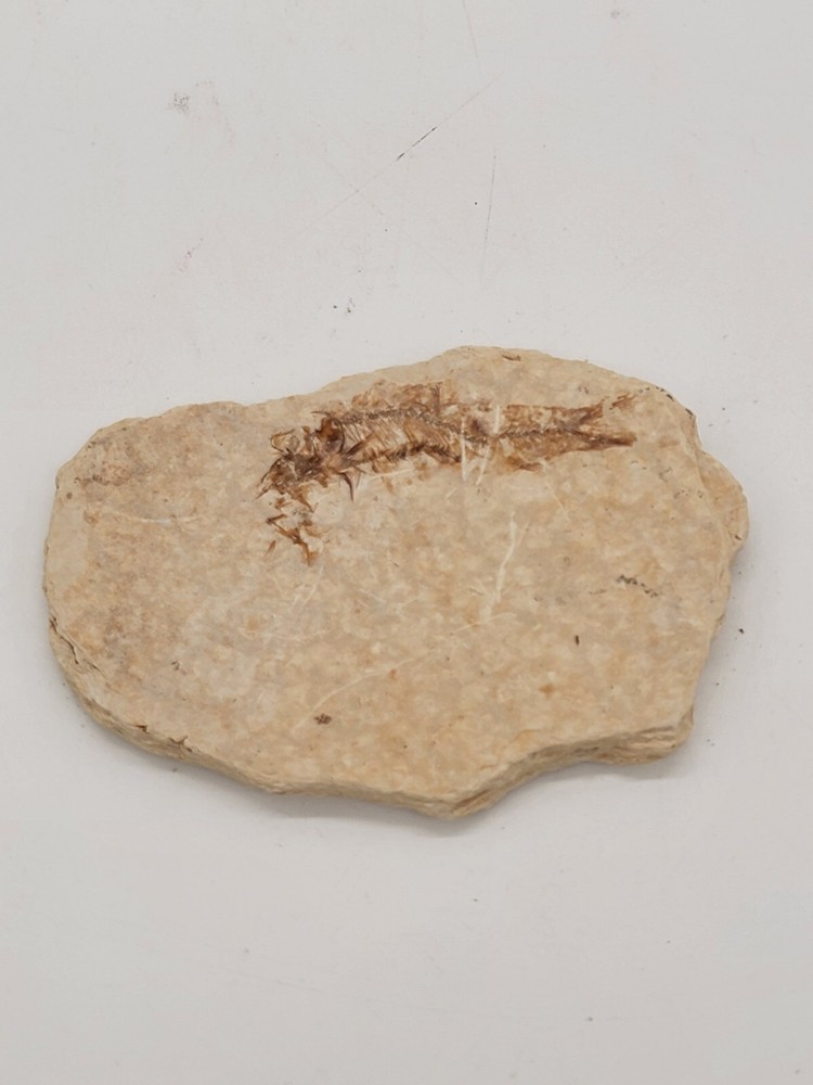 Fossil Fish Green River Formation Wyoming 1 oz