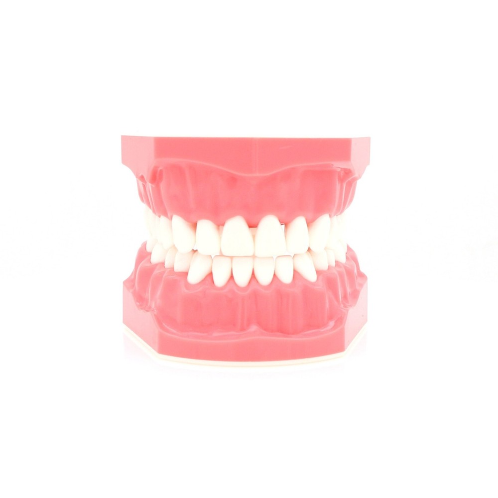 US Dental Typodont Standard 1:1 Brushing Flossing Practice Teeth Model M7010-1