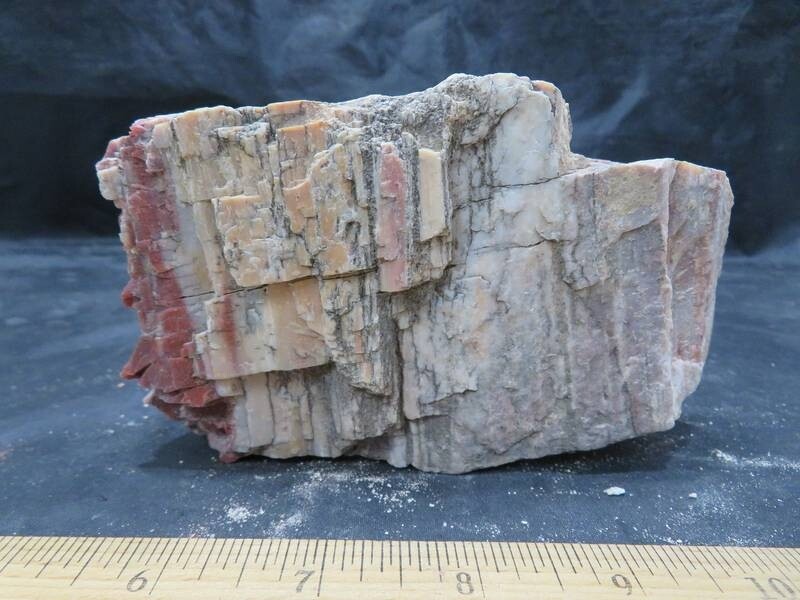 Petrified Wood 1 lbs & 15 ozs