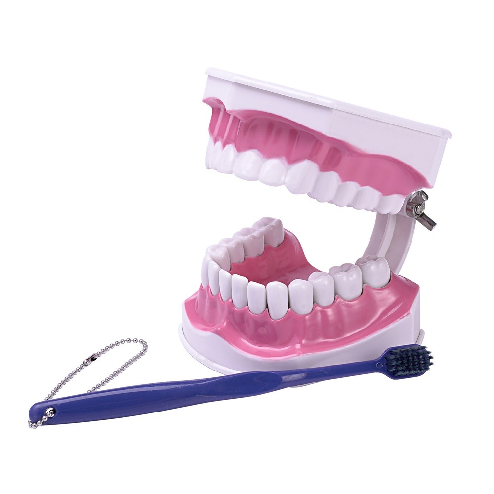 US Dental Teach Typodont Demonstration Teeth Model with Braces For Patient Study