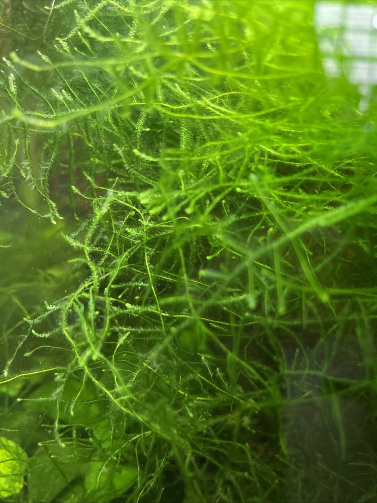 Java moss live aquarium Plant , 4*3 in ,