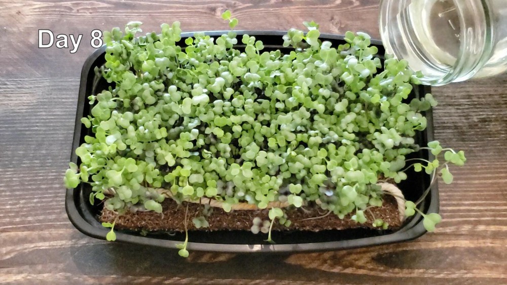Microgreen Grow Kit - Basic Salad Mix