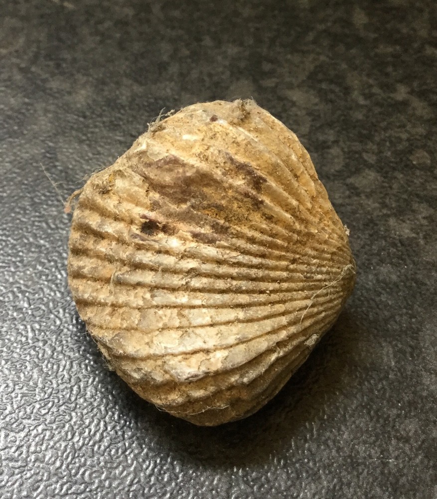 Fossil of a Shellfish 3cm long