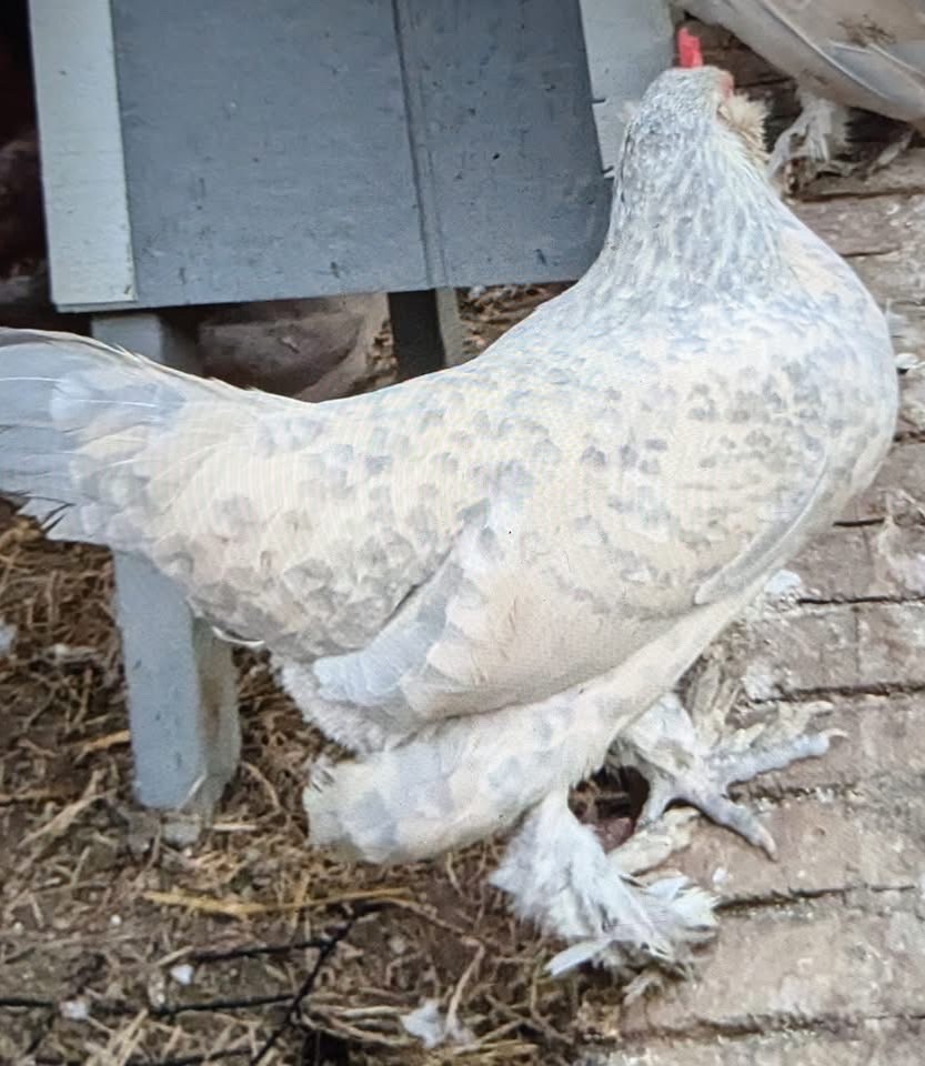 12 Porcelain D’uccle Hatching Eggs