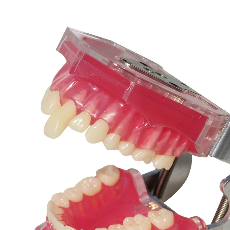 Student Practice Standard Teeth Extraction Model 28Pcs Tooth soft Gingiva