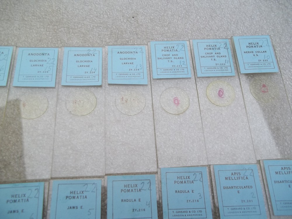 Vintage Glass Microscope Slides -