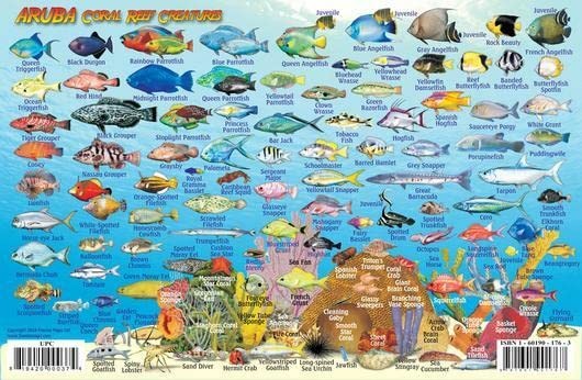 Aruba Dive Map & Reef Creatures Waterproof Fish Card