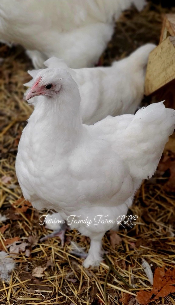 12+ Langshan Blue, Black, Splash Hatching Chicken Eggs