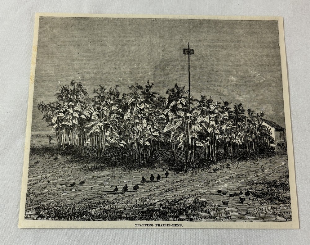 1883 magazine engraving~ TRAPPING PRAIRIE HENS