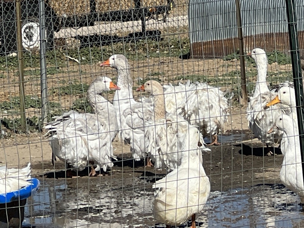 Sebastopol Goose Hatching Eggs