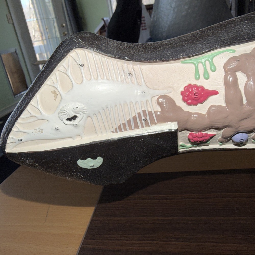 Anatomical Model Planarian Flatworm Bobbitt Laboratories