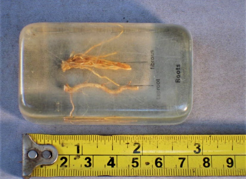Vintage Root Specimen Preserved in Plastic Block