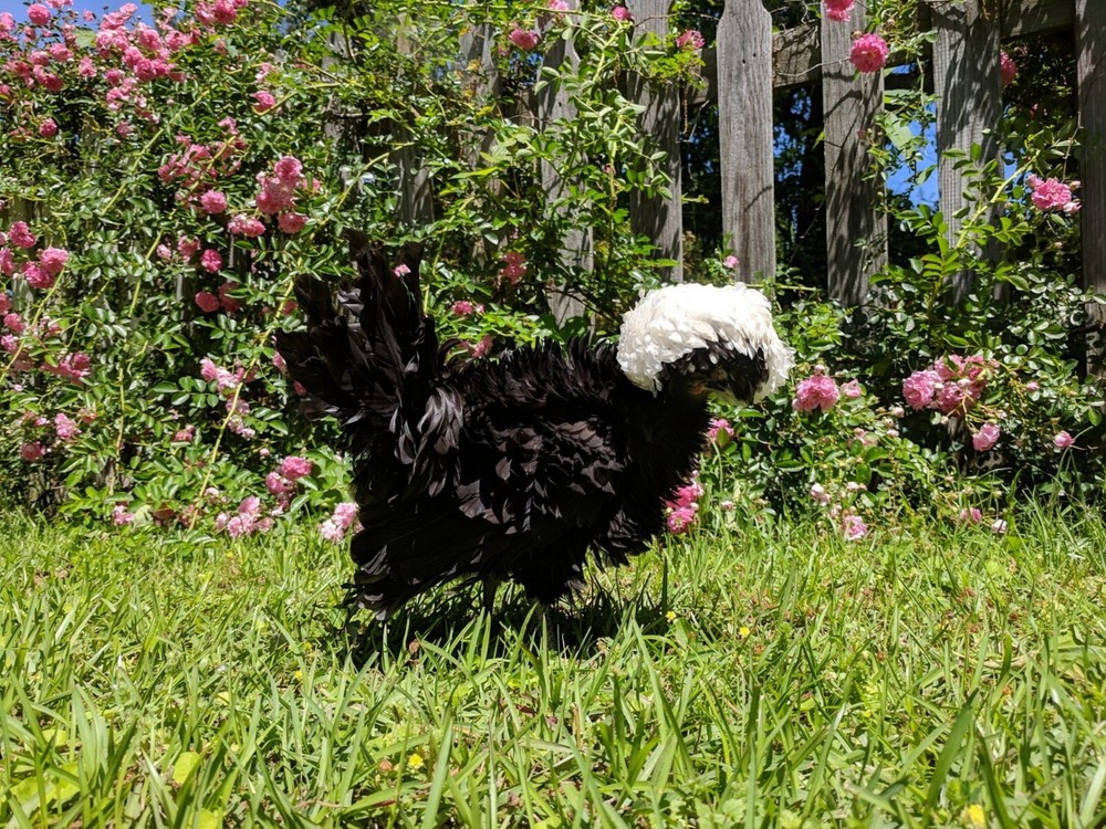 Polish Bantam Hatching Eggs 10+ Eggs