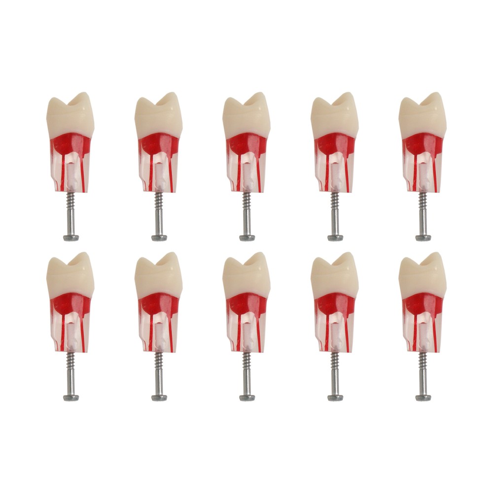 10Pcs Dental Root Teeth Canal Pulp Cavity RCT Endodontic Practice Teeth Model