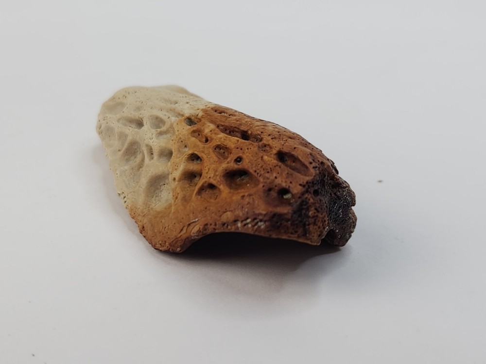 Crocodilian Surangular Jaw Skull Bone Fossil - Judith River Fm. - MT