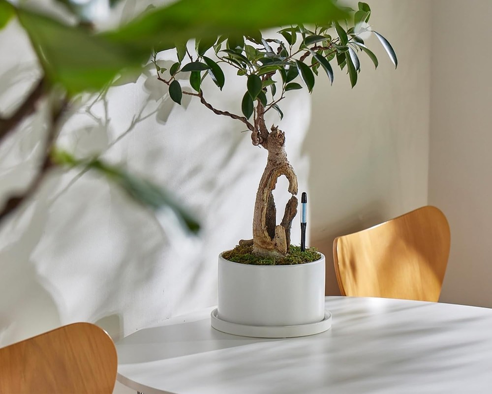 Aquameter Leave-in Soil Moisture Meter - 5 Pack