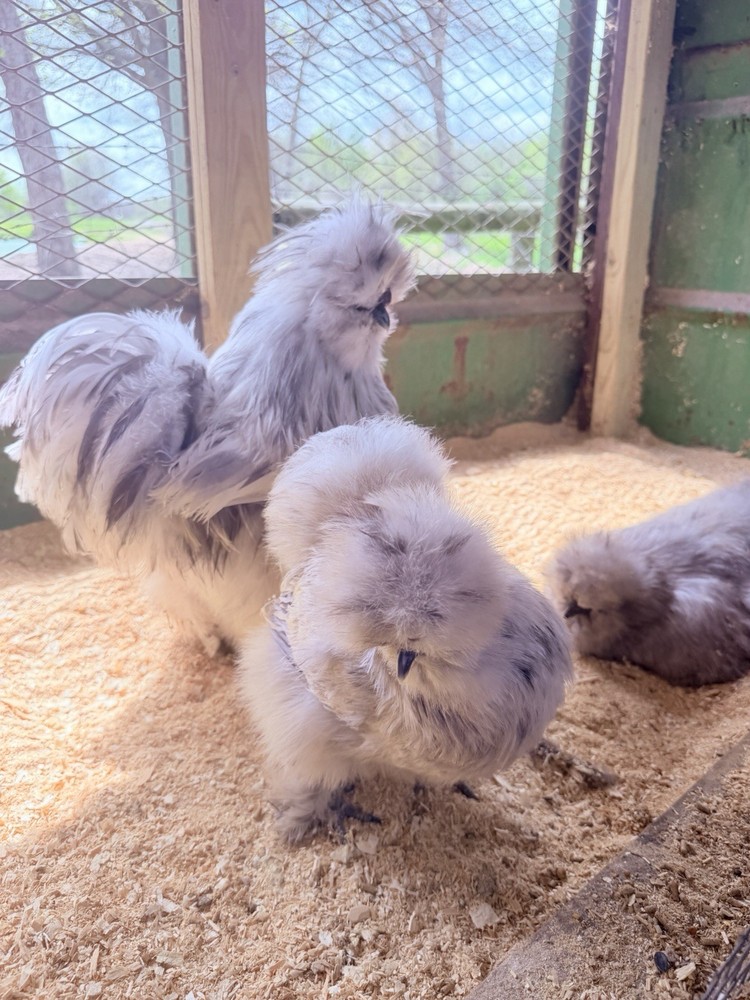 6 + Splash Silkie Hatching Eggs
